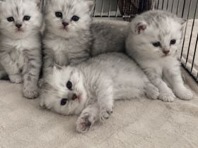 Liebevoll aufgezogene Kitten suchen ihr Zuhause