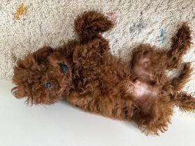 Toypudel Rüde – liebevolles Zuhause gesucht