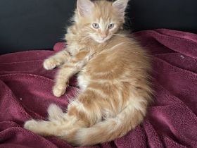 Wunderschöne zuckersüße Katze Maine Coon Kitten in liebevolle Hände abzugeben