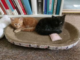 Wunderschöne Maine Coon Kitten in liebevolle Hände abzugeben