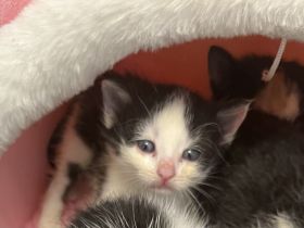 4 schwarz weiße Bkh mix Babys sehr anhänglich durch handaufzucht