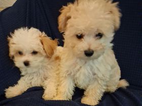 Maltipoo Welpen