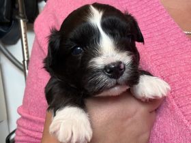Maltipoo Havapoo