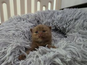 🎀 Zwei zauberhafte BKH-Prinzessinnen suchen ihr Herzenszuhause – Red-White & Cinnamon-Tortie 💕🐾
