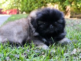 Pekinese - Pekingese