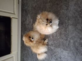 Pomeranian Welpen