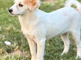 Magelan (m) und Spirit(w), 2 muntere Welpen, suchen ihr persönliches Glück