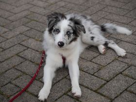 Border Collie Hündin 4 Monate