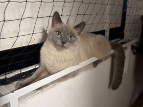 Siam Ragdoll kitten sucht liebevolles Zuhause