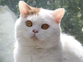 BKH Kater in cinnamon-white