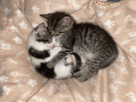 BKH mix Kitten