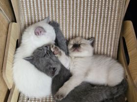 🐾 Liebevolle BKH-Mix-Kitten suchen ein neues Zuhause 🐾