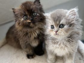 Blh+bkh kitten