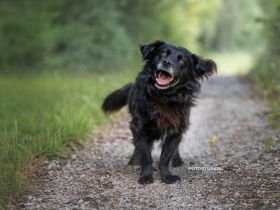 Chewbacca auf Pflegestelle in 92363 Breitenbrunn sucht sein Für-immer-Zuhause