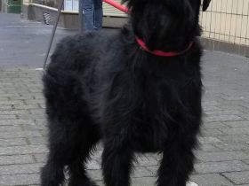Riesenschnauzer