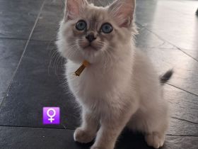 Kitten Heilige Birma