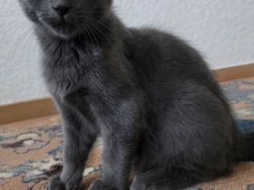 Maine Coon und Turkisch Angora