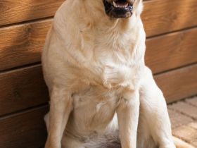 junge helle Labrador Hündin sucht neues liebes Zuhause