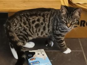 Hübsches Katzenmädchen sucht neues Zuhause