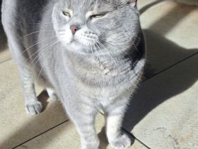 Mia Sucht neues Zuhause