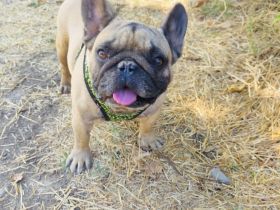 Französische Bulldogge Dolar