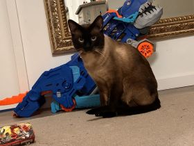 Siam Deckkater