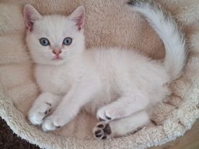 ❤️Wunderschöne reinrassige BKH-Kätzchen suchen ein liebevolles Zuhause. ❤️