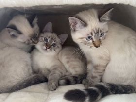 Ragdoll-Bengal-mix Kitten suchen Für-Immer-Zuhause