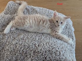 3x Maine Coon Kitten Creme weiblich