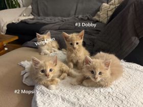 Maine Coon Kitten Creme