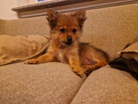 Chihuahua/Pomeranian Mischlinge