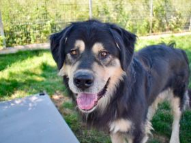 Taro - vom Familienhund zum Shelterhund