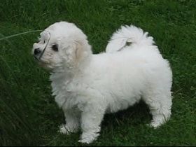 Zuckersüße Bichon Frise Welpen