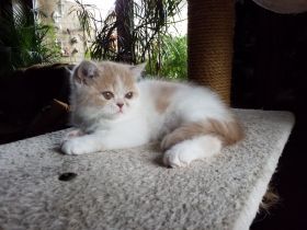 Süßes Exotic-Shorthairmädchen, cremetabbyweiss,exzell. Stammbaum,aus seriöser Zucht, 40 Jahre Zuchte