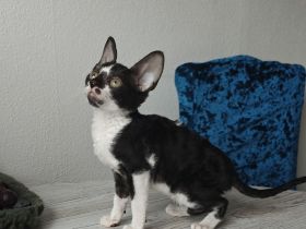 Cornish Rex Kitten suchen ein liebevolles Zuhause