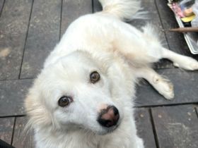 Sima - ehemaliger Niemandshund auf der Suche nach einer eigenen Familie
