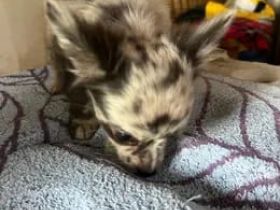 Chihuahua Welpe rüde zu verkaufen