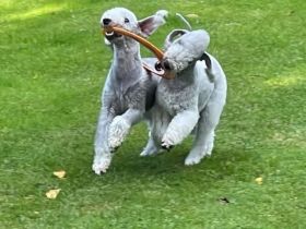 Bedlington Terrier