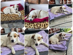 Belle – kleine Freigeistin sucht ruhiges Zuhause