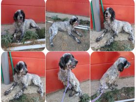 Errol – wunderschöner Setter sucht seine Herzensmenschen