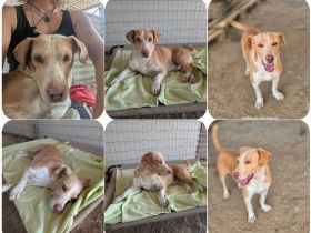 Enrique – kleiner Kuschelbär sucht Zuhause
