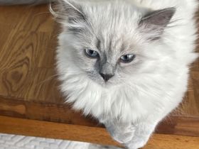6 süße Ragdoll / Birma Kitten suchen neues Zuhause