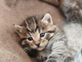 Süße Maine Coon Babies  suchen liebevolles Zuhause