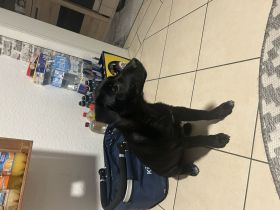 Mischlingswelpe Buddy sucht DRINGEND ein neues zu Hause!