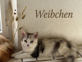 Verspielte schöne Maine Coon Kitten abzugeben
