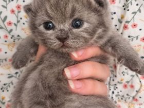 Bkh Blau Kitten mit Stammbaum