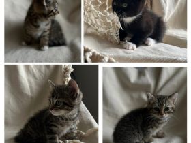 BKH Kitten, BKH Mischling