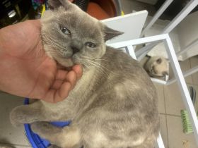 🐾 BKH Blue Point Kater sucht Katzendame zur Verpaarung 🐾