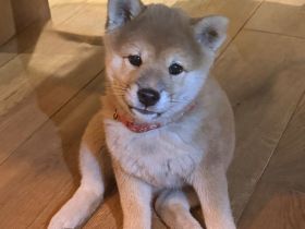 Wunderschöne Shiba-Inu-Welpen suchen ihr liebevolles Für-immer-Zuhause