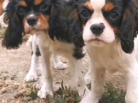 Cavalier-Welpen mit Stammbaum zu vek8rkaufen